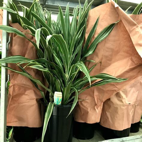 Dracaena deremensis 'Warneckii' - I Striped Dracaena – The Australian ...