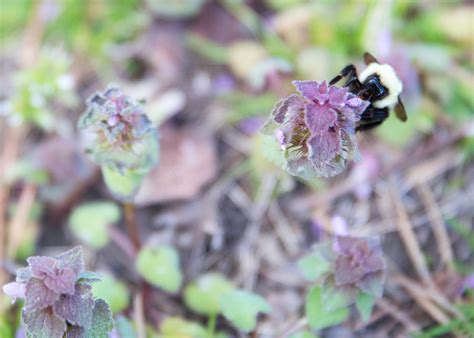 Spring Sneak Peek — The Restless Wild