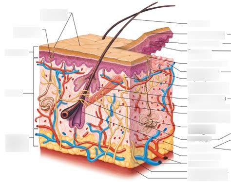 Skin And Subcutaneous Layer Diagram Diagram Quizlet