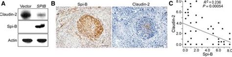 Spi Bmediated Silencing Of Claudin 2 Promotes Early Dissemination Of