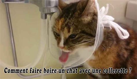 Comment Faire Boire Un Chat Avec Une Collerette