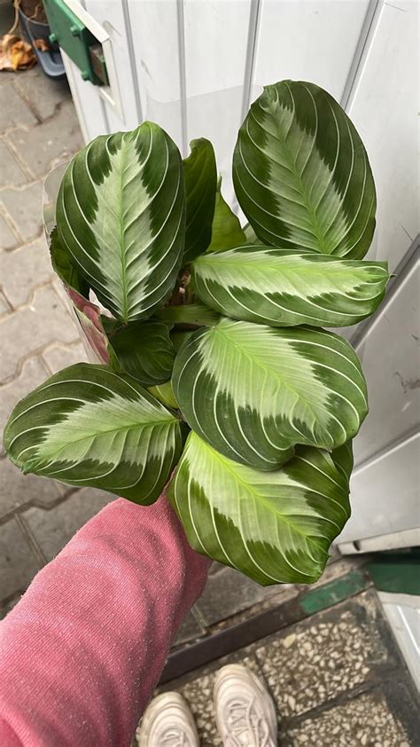 Maranta Leuconeura Silver Band Centrum Ogrodnicze Silesia