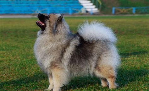 Watchdog And Guard Dog Differences Dogs Love Us More