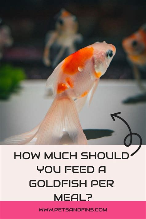 The Ultimate Guide To Feeding Your Goldfish