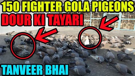 Gola Fighting Pigeons Loft Females Racing Pigeon Brother Tanveer