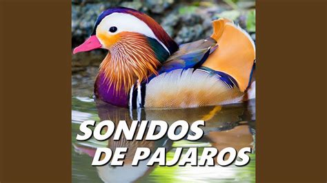 Grabacion De Aves Youtube