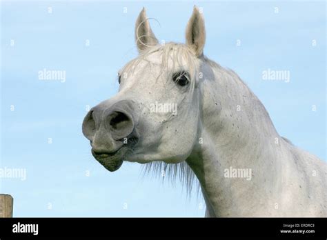 White Arabian Horse Stock Photo Alamy