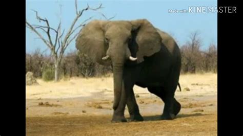 African Bush Elephant Trumpet Sound Effects Youtube