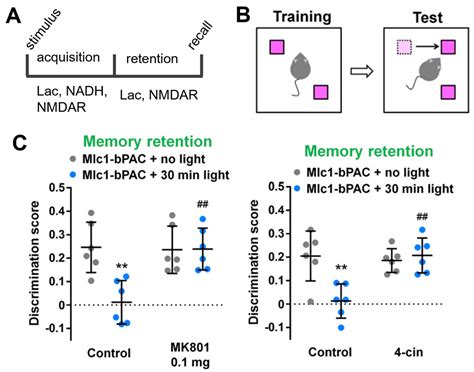 Brain Sciences Free Full Text Lactate Mediated Signaling In The Brain—an Update