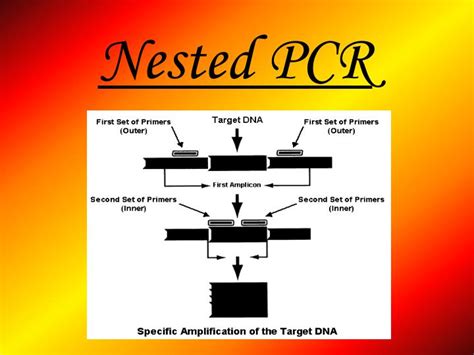 Ppt Nested Pcr Powerpoint Presentation Free Download Id 4562505