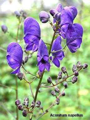 Aconite Plant: How To Grow Monkshood Plants