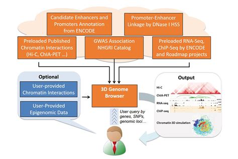 D Genome Browser Visualize Hi C Chia Pet Hichip Plac Seq Capture