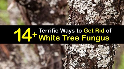 Eliminating Powdery Mildew on Tree Bark - Get Rid of White Tree Fungus