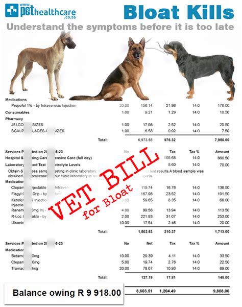 What Causes Dog Gdv