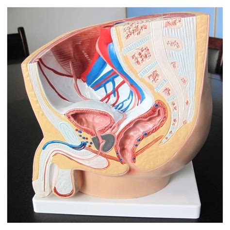 Buy Body Model Male Pelvic Cavity Anatomical Model Sagittal Section