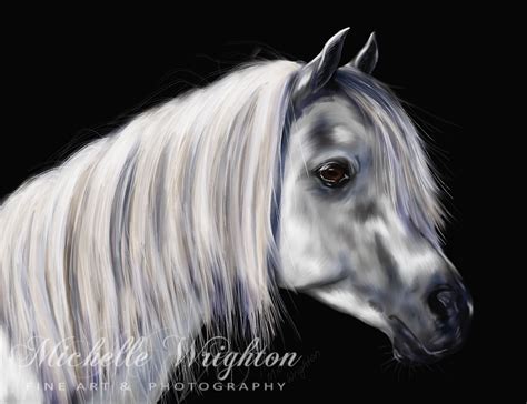 Grey Arabian Mare Michelle Wrighton Photography