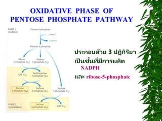 Carbohydrate Metabolism Pentose Phosphate Pathway | PPT