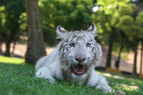 white tiger diet