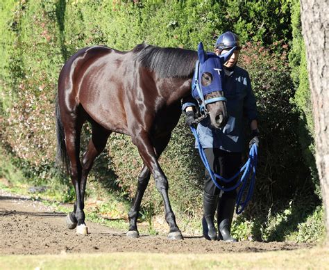 【ジャパンc】ユーバーレーベンいい意味で普段通り、野島厩務員「反動もなく体調は悪くない」 競馬写真ニュース 日刊スポーツ