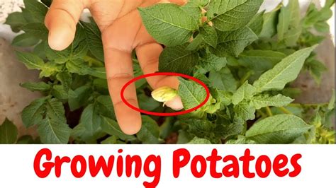 How To Grow Potatoes At Home Youtube