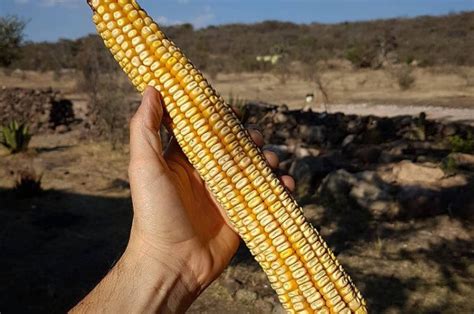 This Mexican Town Still Produces The World’s Largest Ears Of Corn But For How Long