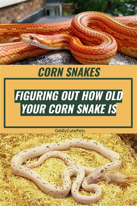 Unlocking The Mystery How To Determine The Age Of Your Corn Snake