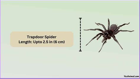 Trapdoor Spider Size Explained And Compared With Other Spiders