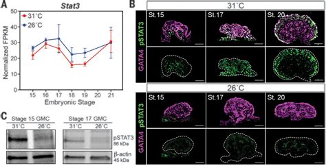 Temperature Dependent Sex Determination Is Mediated By Pstat3