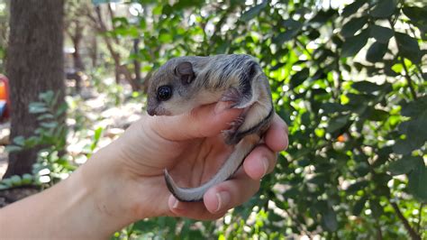 Sugar Gliders Vs Flying Squirrels What Is The Difference