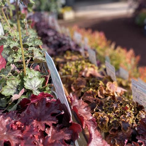 Heuchera - Varieties