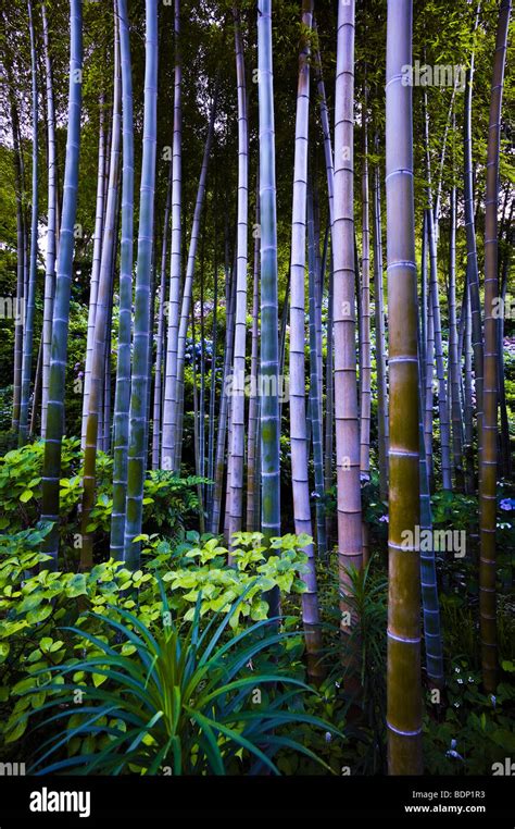 Bamboo Grove Hase Dera Temple Also Known As The Hase Kannon Ji Temple