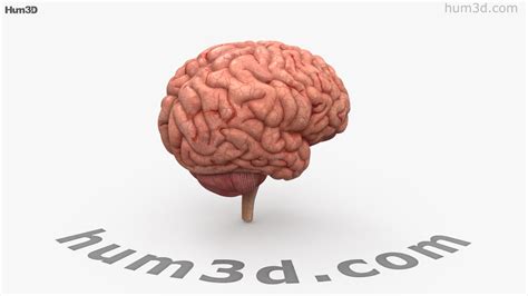Головной мозг человека 3D модель - Круговой обзор 360 градусов - 3DModels