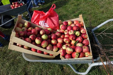 Pfel Pfl Cken Familie Wolf Spargel Erdbeeren Pfel