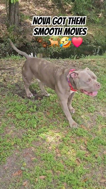 This Dog Know He Got Smooth Moves 🐾🐕 ️americanbullybreed Bullybreed