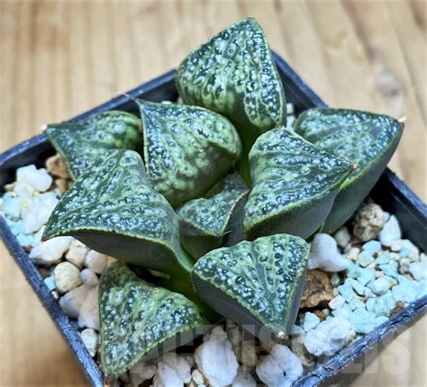 sh haworthia splendens hana aoi cactus