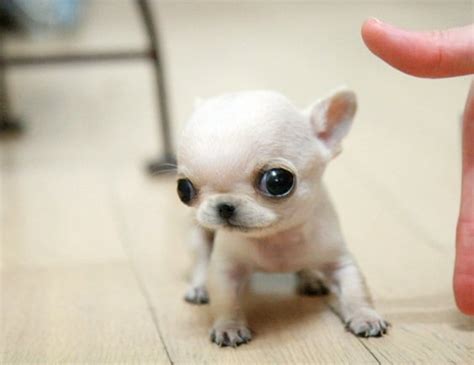 Is The Applehead Chihuahua A Different Breed of Dog? > Puppy Toob