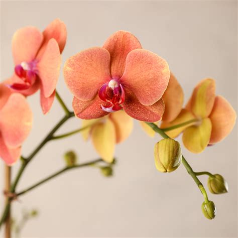 Phalaenopsis Orange Orchids Ubicaciondepersonascdmxgobmx