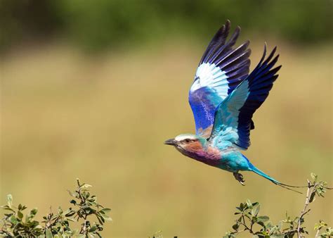 23 Lilac Breasted Roller Facts Coracias Caudatus JustBirding