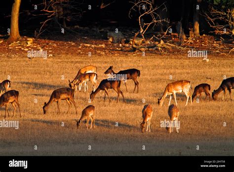 Deer Grazing On The Grassland In Brijuni National Park Croatia Stock