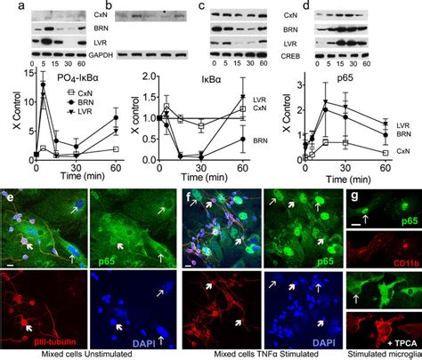 TNF Induces Neuronal NF B P65 Movement Into The Nucleus A Western