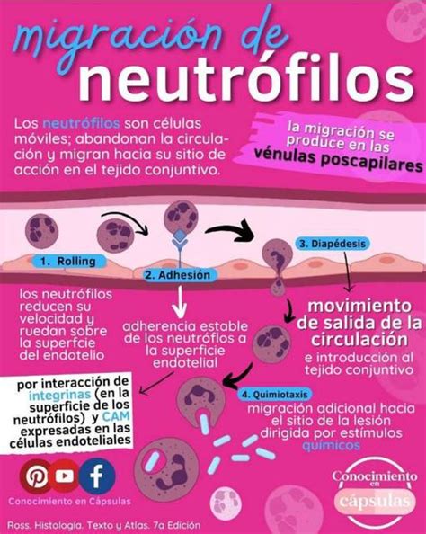 Migraciones de Neutrófilos YUDOC ORG uDocz