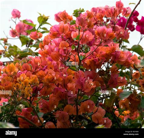 Bougainvillea X Buttiana Stock Photo Alamy