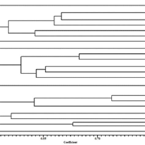 Rep Pcr Analysis The Dendrogram Shows 31 Genetic Patterns In 37