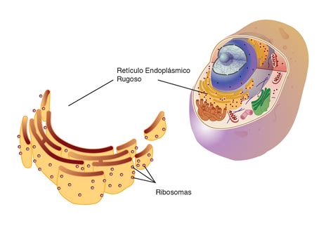 Retículo endoplasmático Rugoso