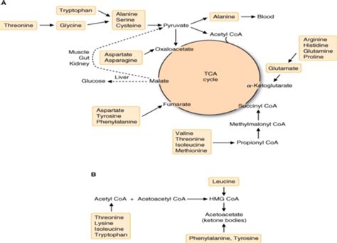 Amino Acid Metabolism Flashcards Quizlet