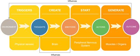 Fight Or Flight The Anatomy Of Stress — Animator Notebook