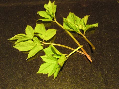 Ground elder – Identification, distribution, edibility. – Galloway Wild Foods