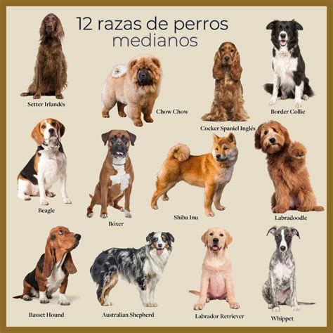 Las Mejores Razas De Perros Para J Venes En Sus Compa A Y