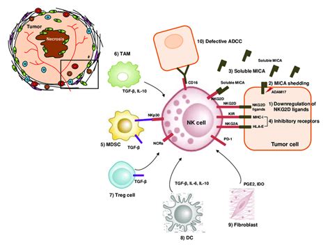 Mechanisms Of Nk Cell Dysfunction In Tumor Microenvironment Of Hcc Hcc