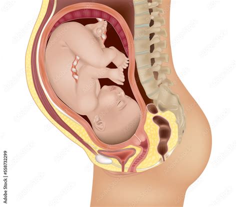 Detailed Medical Illustration Of A Baby In The Womb Fetus In Utero